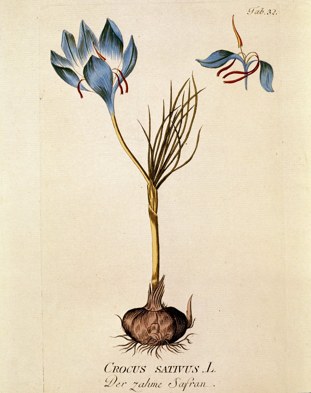 Botaniskt namn: "Saffran" (Crocus sativum) Plansch från "Medicinalium secundum Linnaei digestarum" av Joseph Jacobi Plenck (1735-1807) 1788-1803 Privat samling av Austrian School