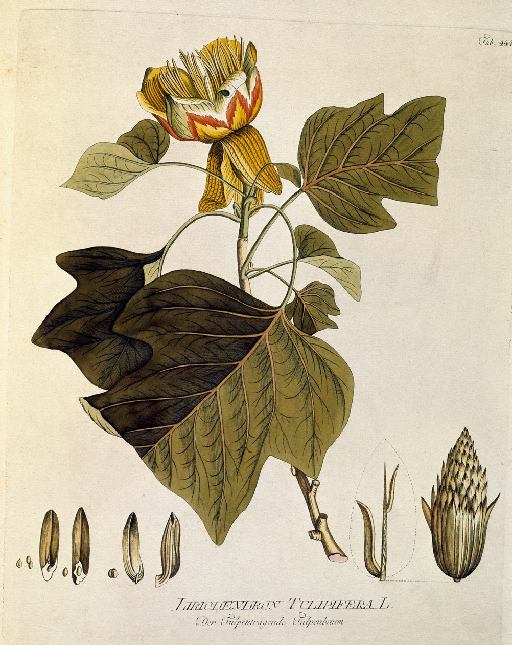 Botaniskt: "Tulpan från Virginia" (Liriodendron tulipifera) Planka ritad från "Medicinalium secundum Linnaei digestarum" av Joseph Jacobi Plenck (1735-1807) 1788-1803 Privat samling av Austrian School