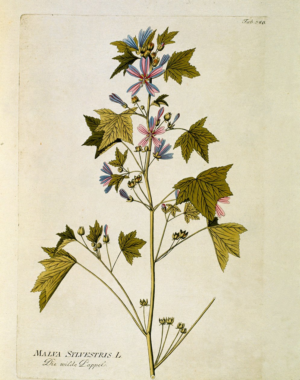 Botanisk: ""stor lila"" (Malva sylvestris) Tallrik tagen från ""Medicinalium secundum Linnaei digestarum"" av Joseph Jacobi Plenck (1735-1807) 1788-1803 Privat samling av Austrian School