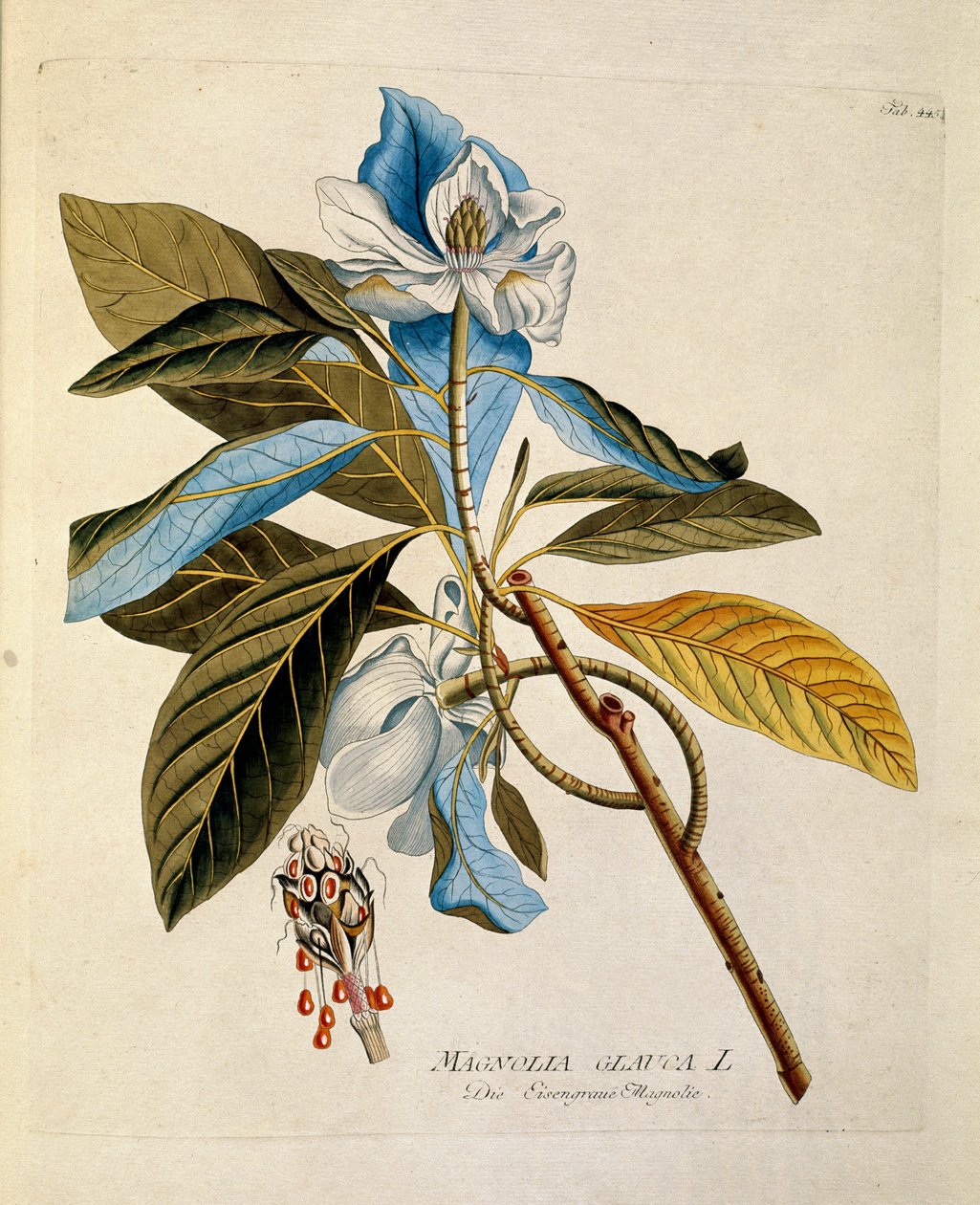 Botanisk: ""magnolia"" Tallrik tecknad från ""Medicinalium secundum Linnaei digestarum"" av Joseph Jacobi Plenck (1735-1807) 1788-1803 Privat samling av Austrian School