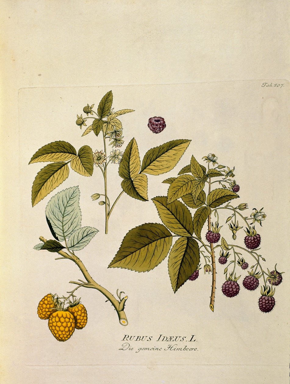 Botaniskt namn: "hallon" (Rubus idaeus) Planka från "Medicinalium secundum Linnaei digestarum" av Joseph Jacobi Plenck (1735-1807) 1788-1803 Privat samling av Austrian School