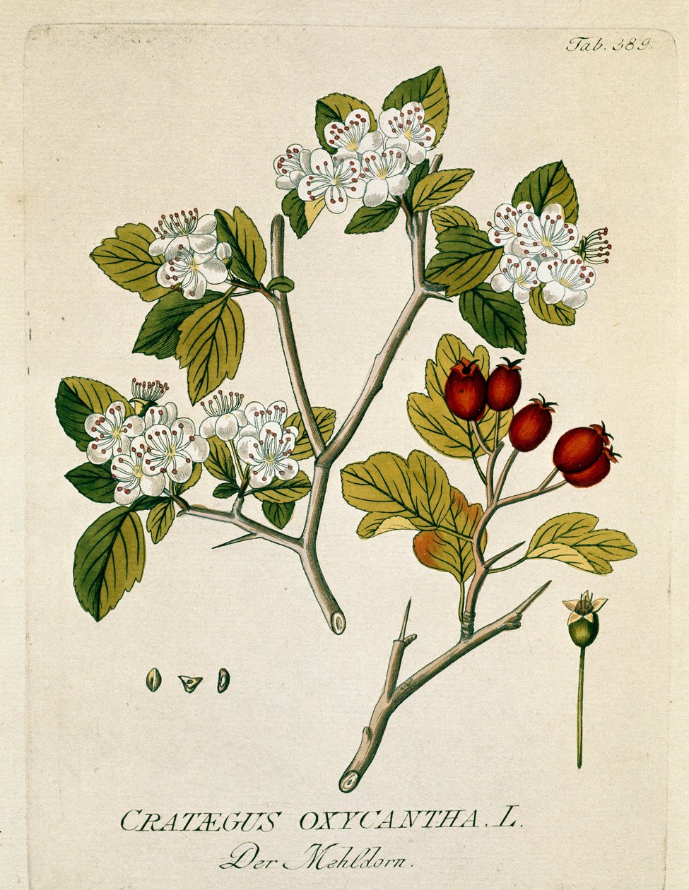 Botanisk: "" spinous aubepine "" (Crataegus oxycantha) Planka hämtad från "" Medicinalium secundum Linnaei digestarum"" av Joseph Jacobi Plenck (1735-1807) 1788-1803 Privat samling av Austrian School