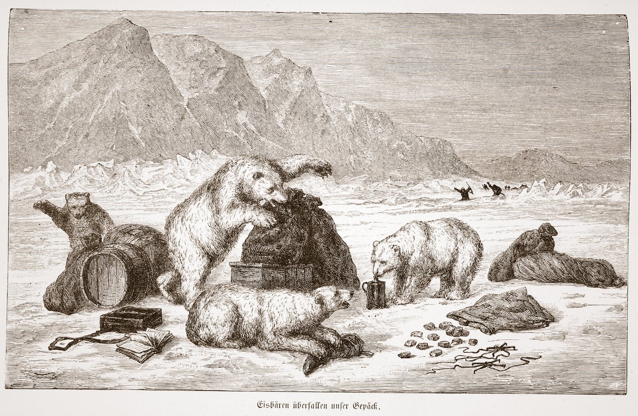 Isbjörnar attackerar vår bagagepub. Wien 1876 (gravyr) av Austrian School