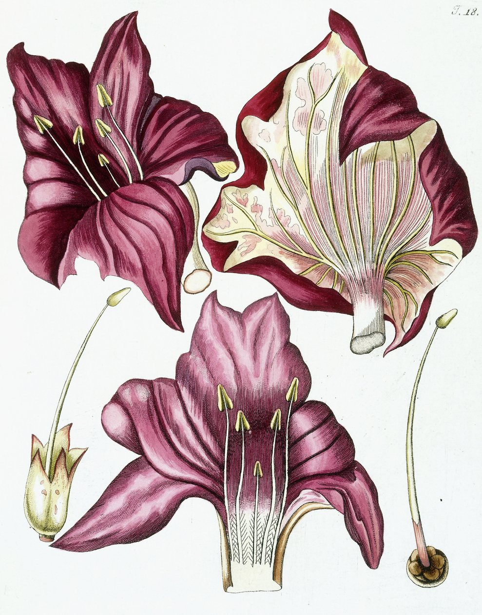 Figur 18, från "Collectanea for Botanica, Chemistry, and Natural History with Figures", 1786-1796 av Austrian School