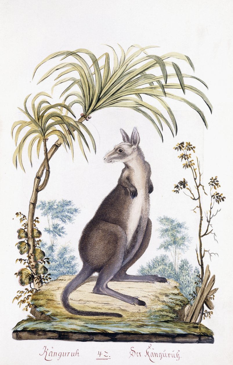 Känguru, 1794 av Austrian School