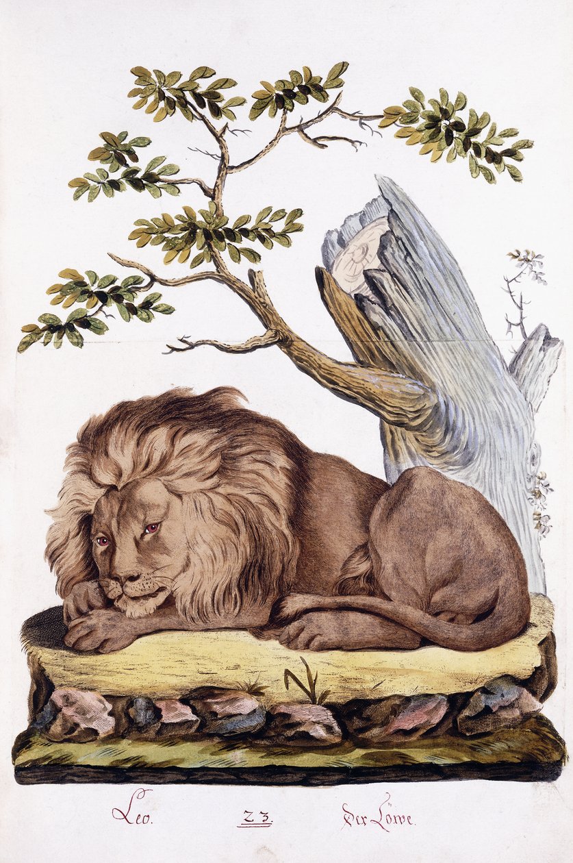 Lejon, 1794 av Austrian School