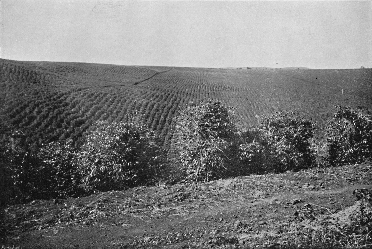 Coffee Plantation bildad, Coffee Plantation, 1895 av Axel Frick