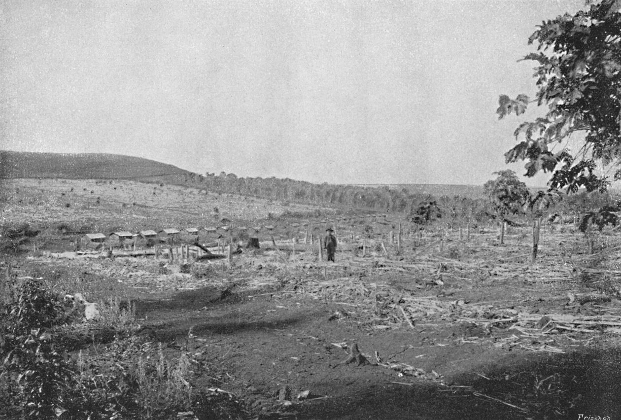 New Coffee Plantation, New Coffee Plantation, 1895 av Axel Frick