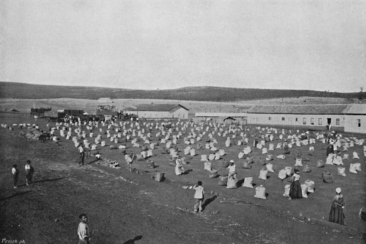 Terrass för torkning av caféet, kaffetorkning och förpackning, 1895 av Axel Frick