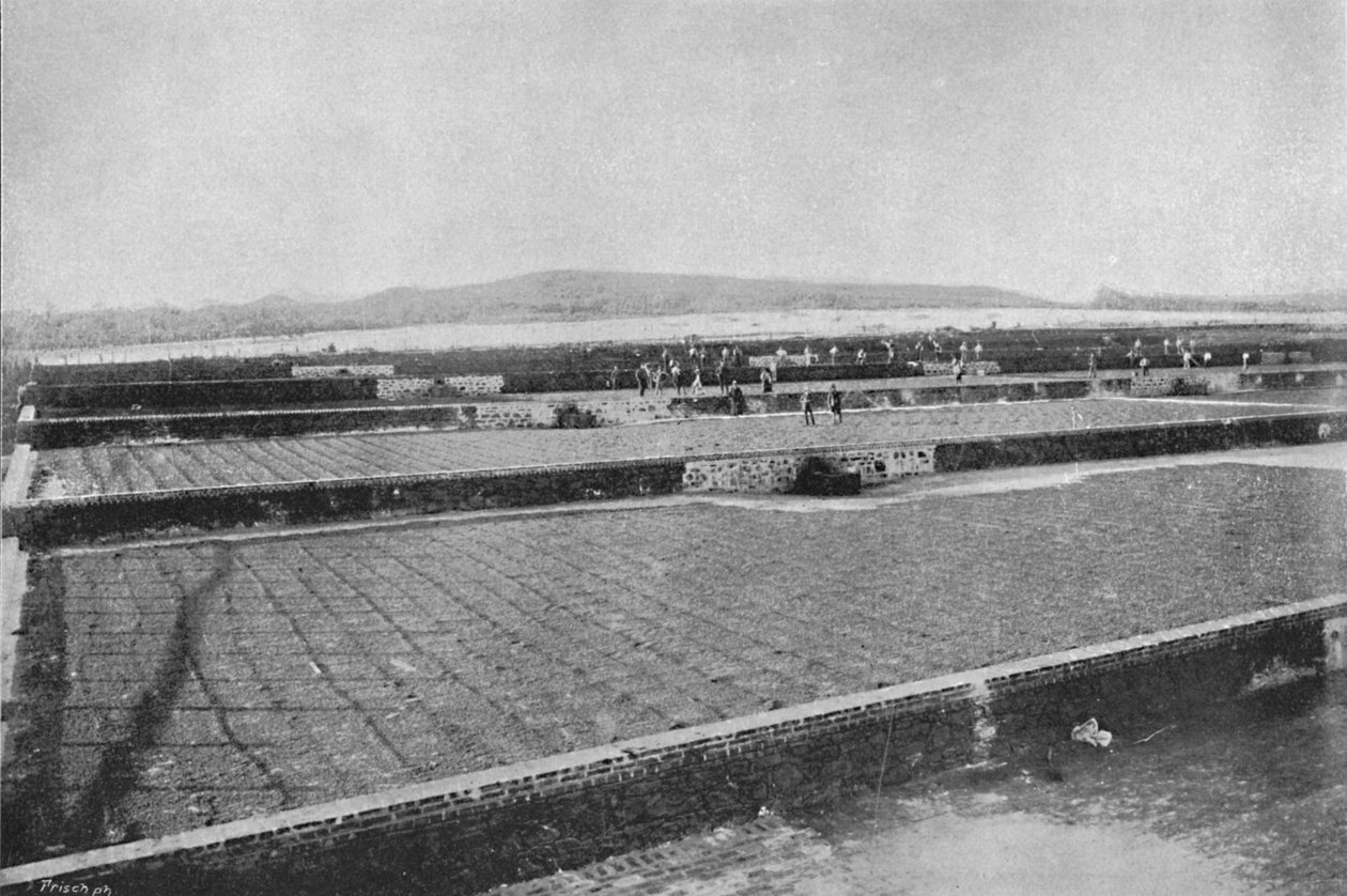 Terrass för torkning av caféet, Drying Coffee, 1895 av Axel Frick