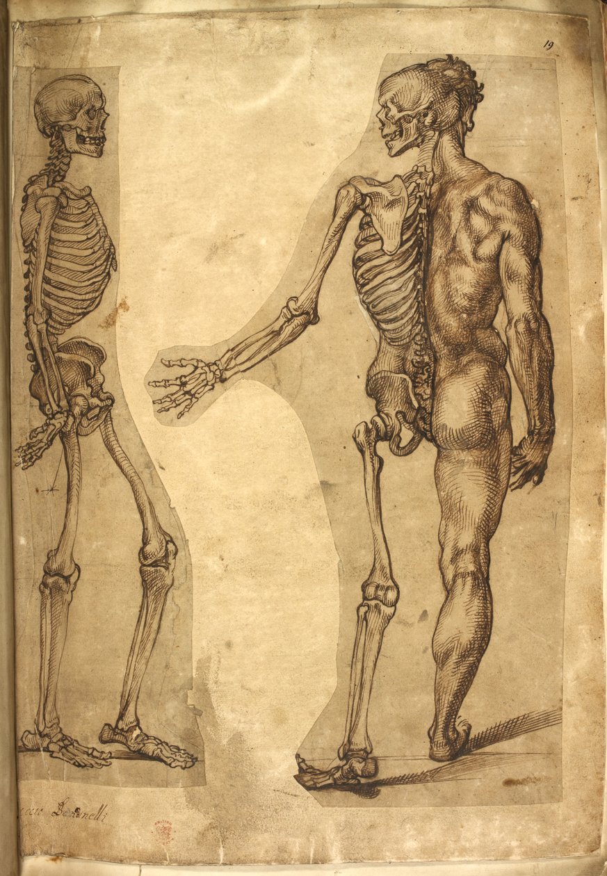 Lägg till. 5259, f.19, Människoskelett och halvfigur, från 