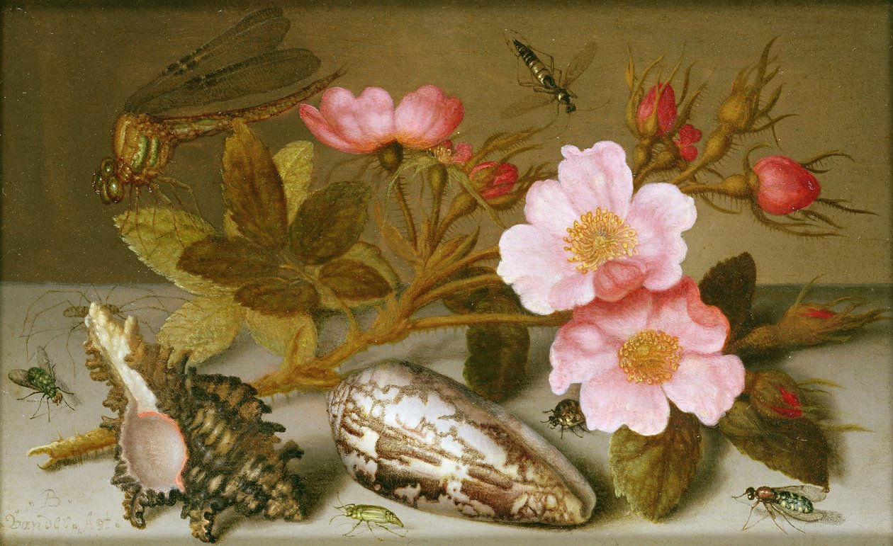 Stilleben med blommor, snäckor och en trollslända (olja på koppar) (för par se 251377) av Balthasar van der Ast