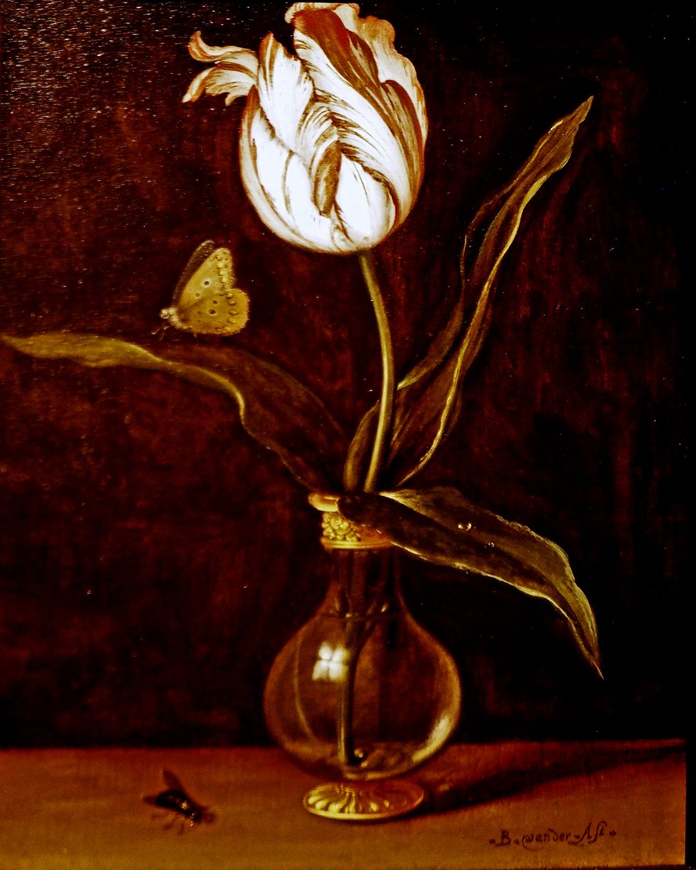 En enda tulpan i en vas av Balthasar van der Ast