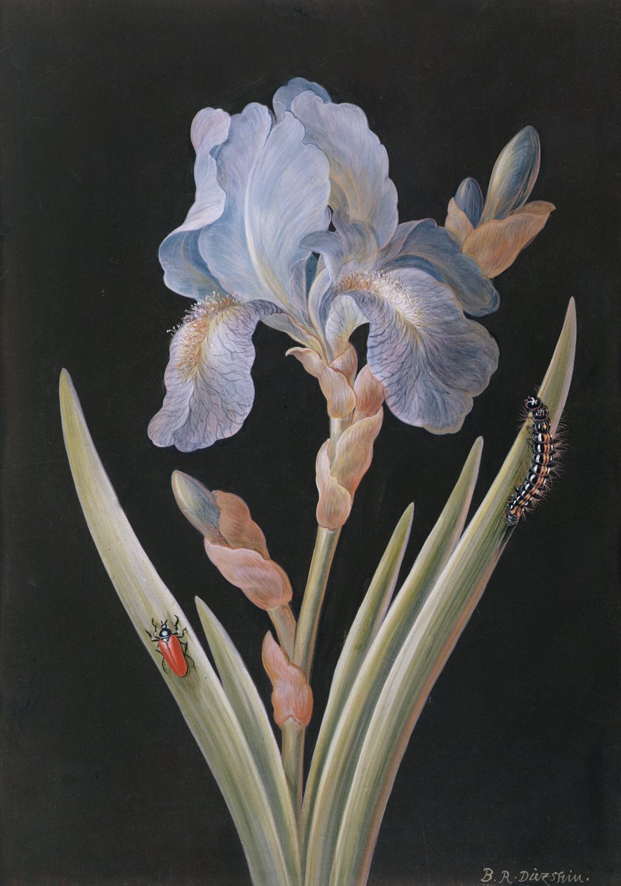 PD.328-1973 Iris germanica med larv och skalbagge (gouache på pergament) av Barbara Regina Dietzsch