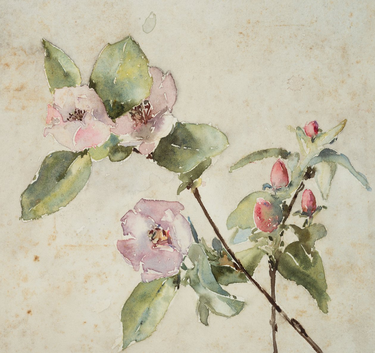 Grenar av rosa blommor (akvarell på papper) av Barbara Leigh Smith Bodichon