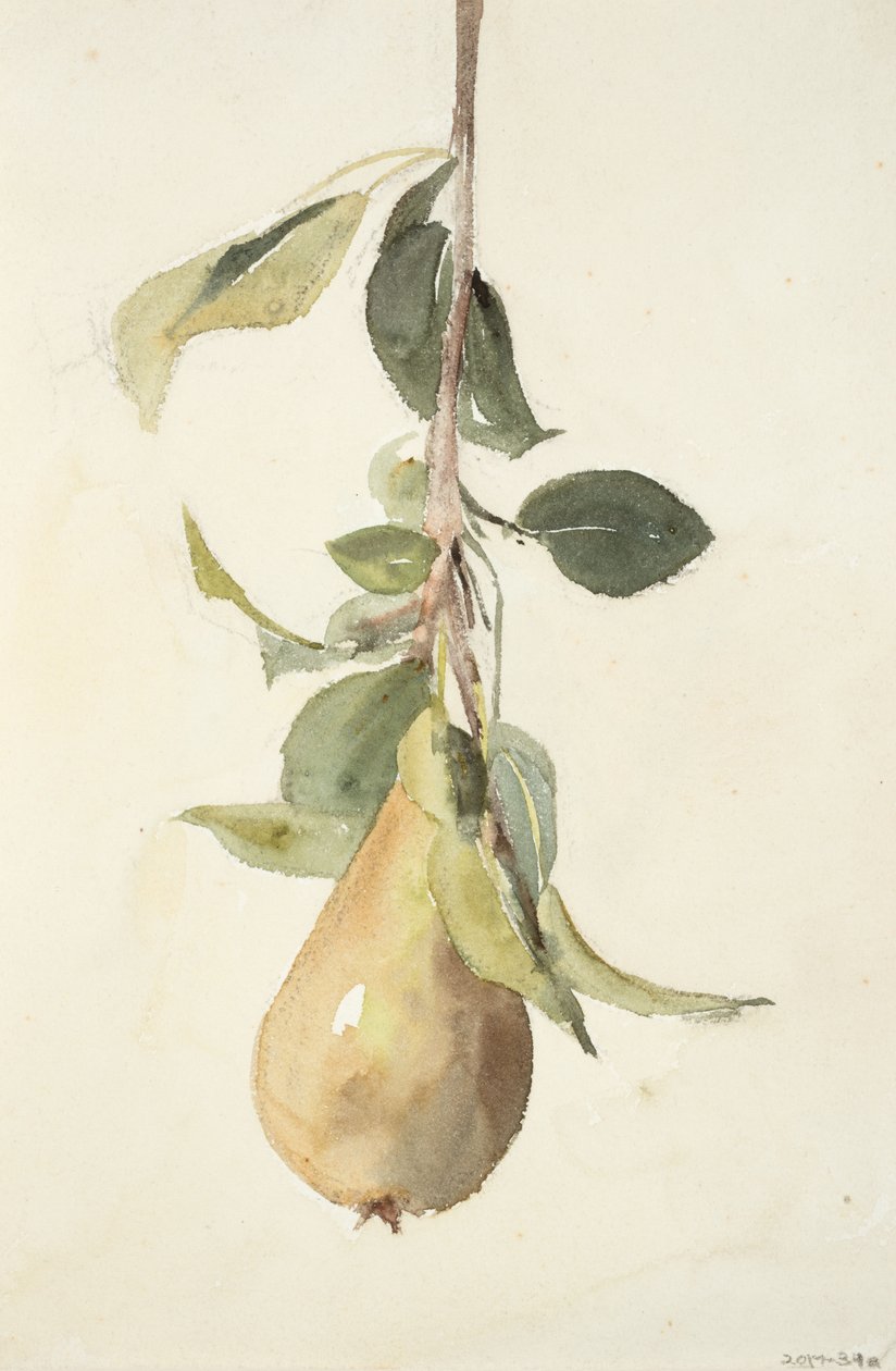 Päron (akvarell och grafit på vävt papper) av Barbara Leigh Smith Bodichon