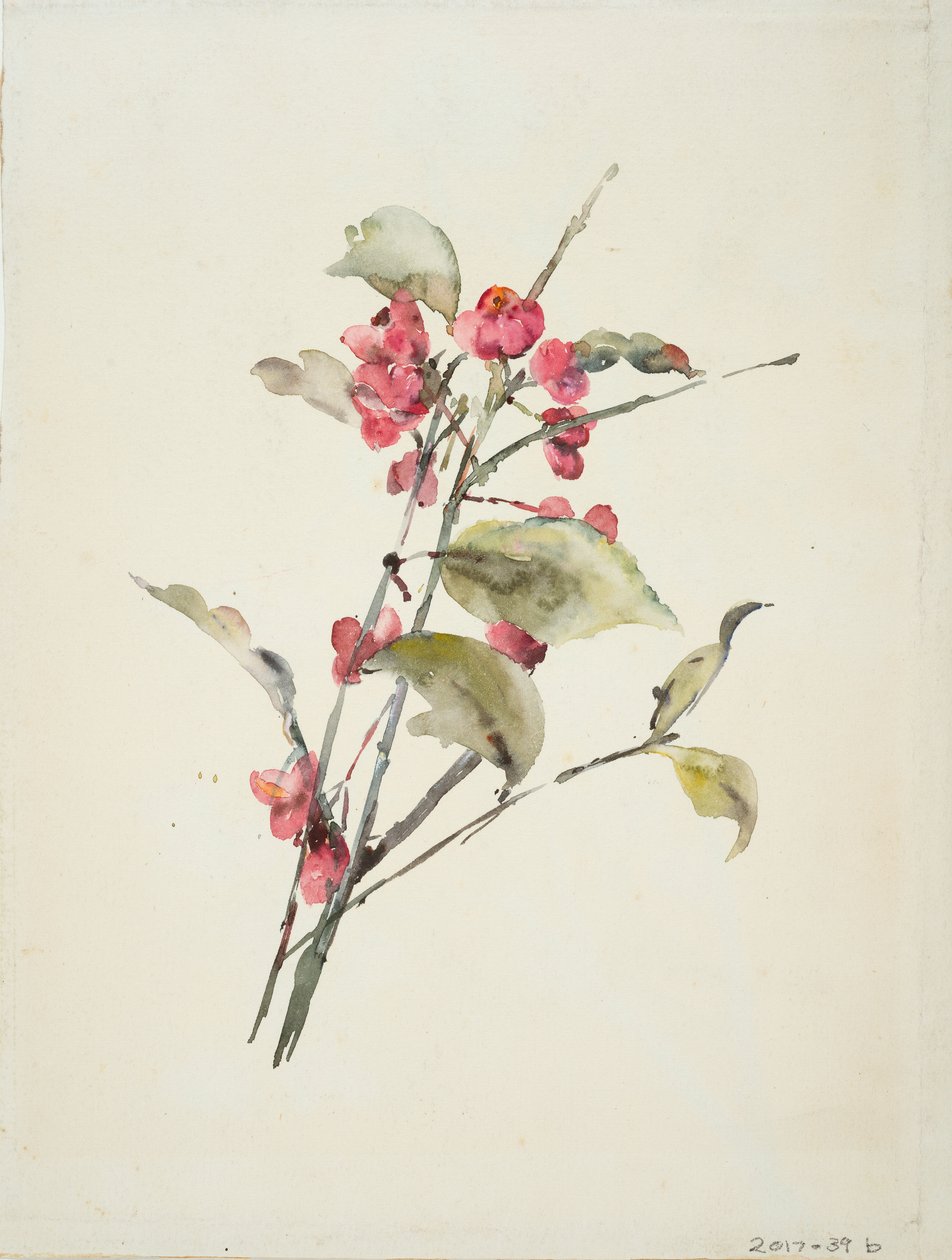 Rosa blommor (akvarell på papper) av Barbara Leigh Smith Bodichon
