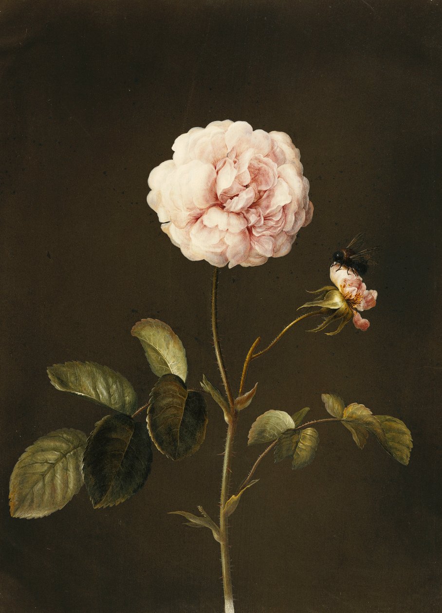 En Gallica Rose med en humla, av Barbara Regina Dietzsch