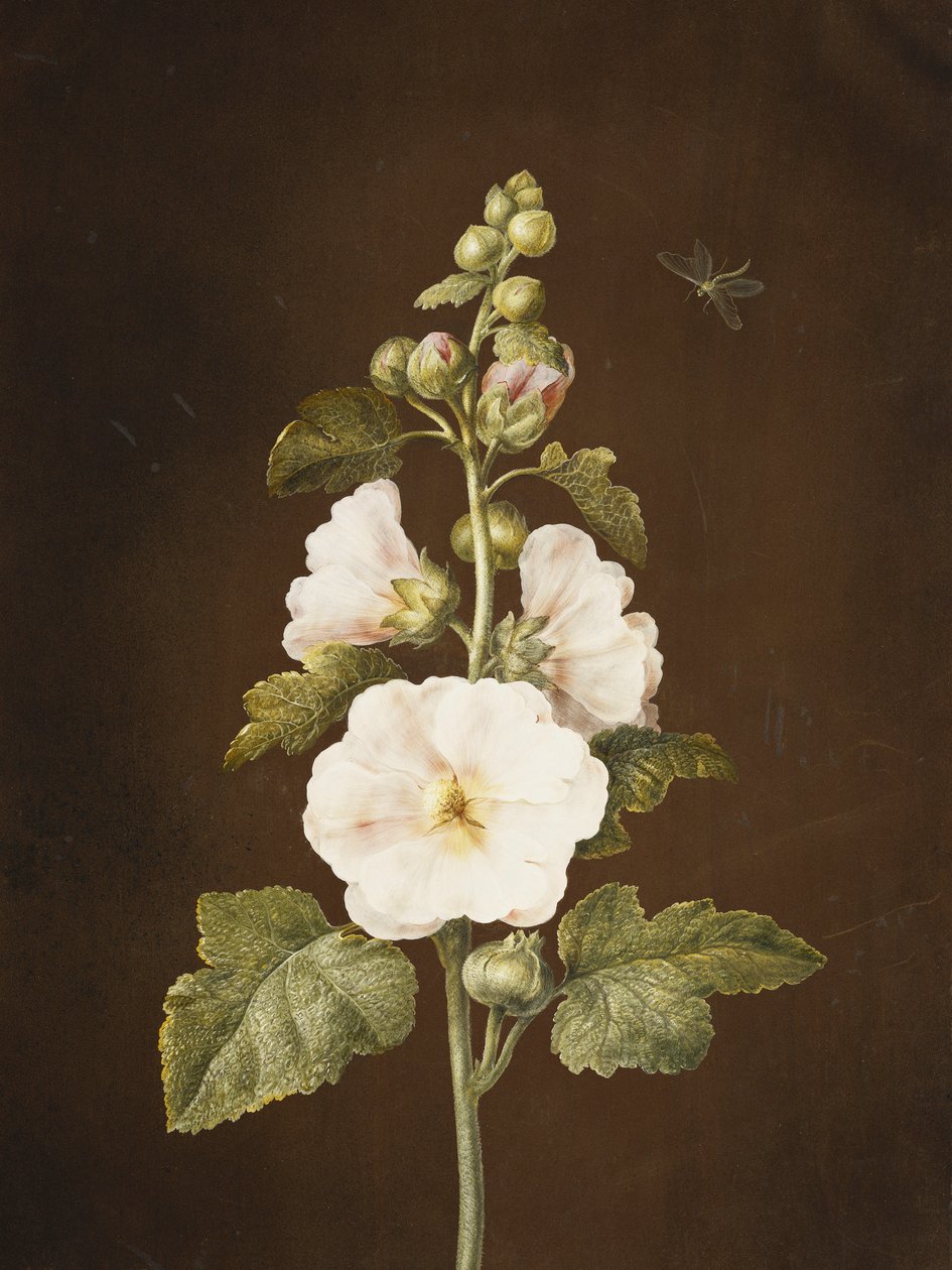En stockros, av Barbara Regina Dietzsch