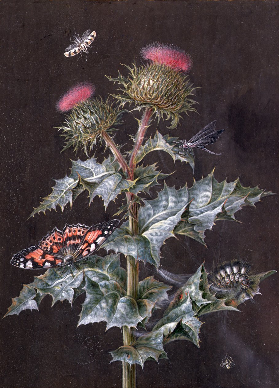 En studie av en tistel med insekter (gouache) (se även 51756) av Barbara Regina Dietzsch