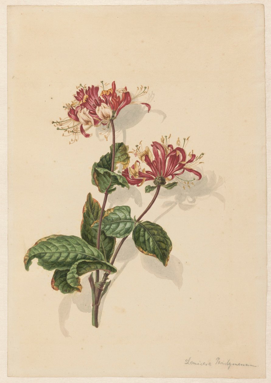En gren av vild kaprifol (Lonicera periclymenum) av Barend Hendrik Thier