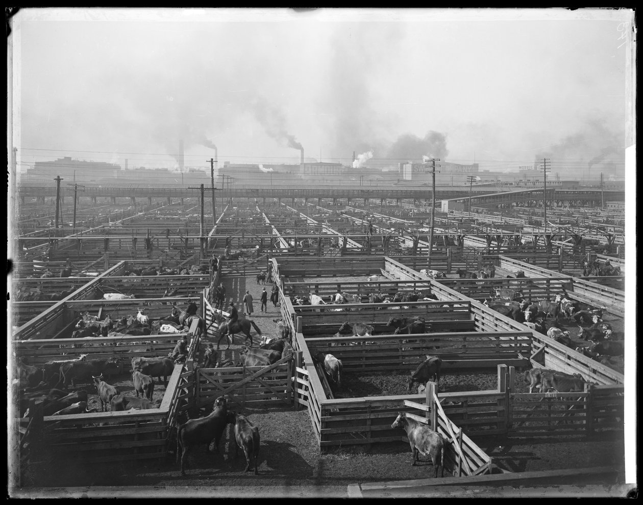 Boskapsfack vid Union Stock Yards, Chicago, Illinois, USA, ca 1900 (s/v-foto) av Barnes and Crosby