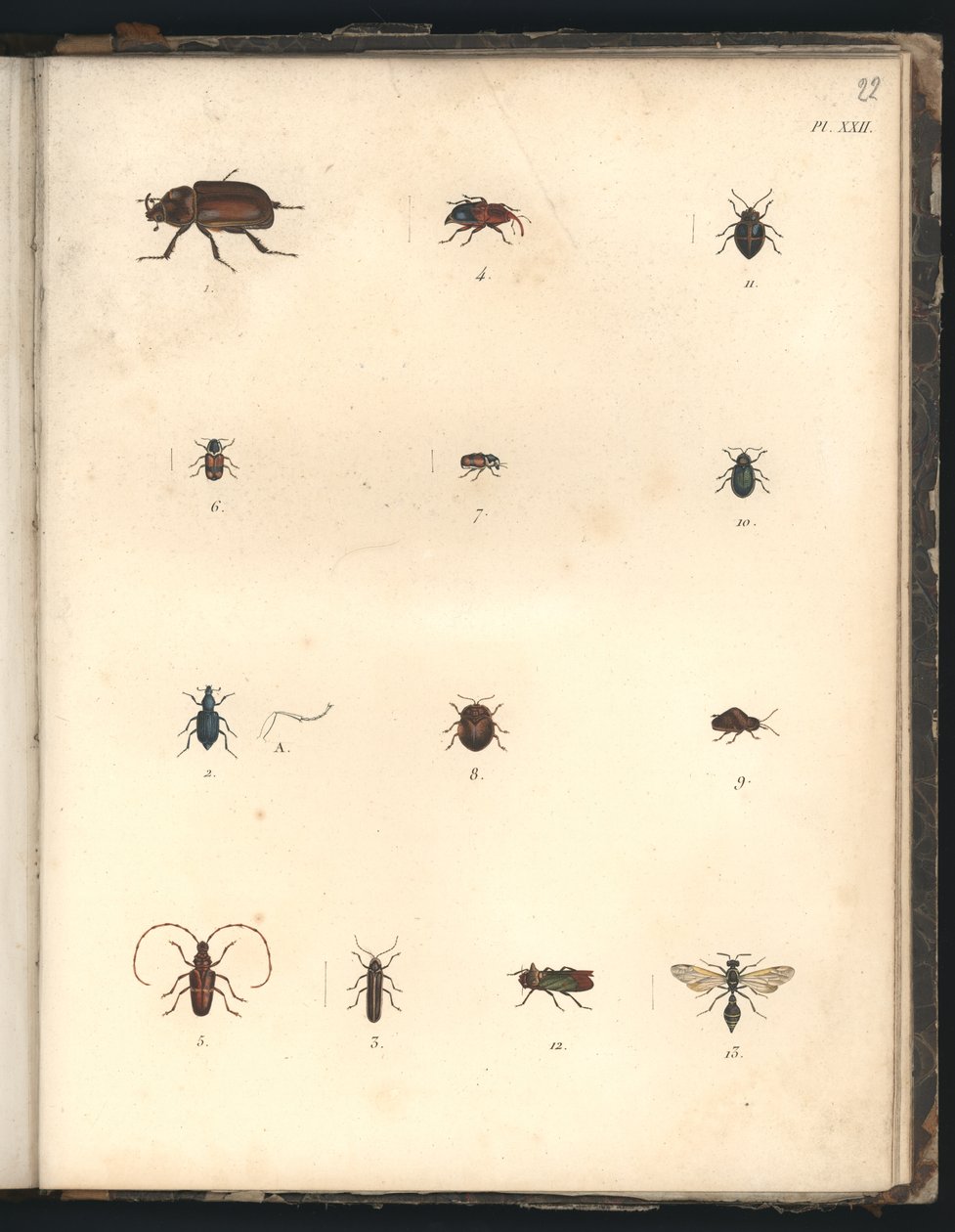 Skalbaggar och getingar, Pl.XXII, illustration från 
