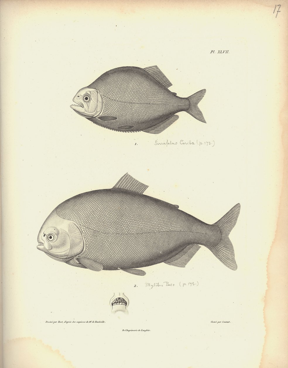 Characidae, Pl. XLVII, stål graverad av Coutant efter en gravyr av Nicola Huet (1770-1827), illustration från 