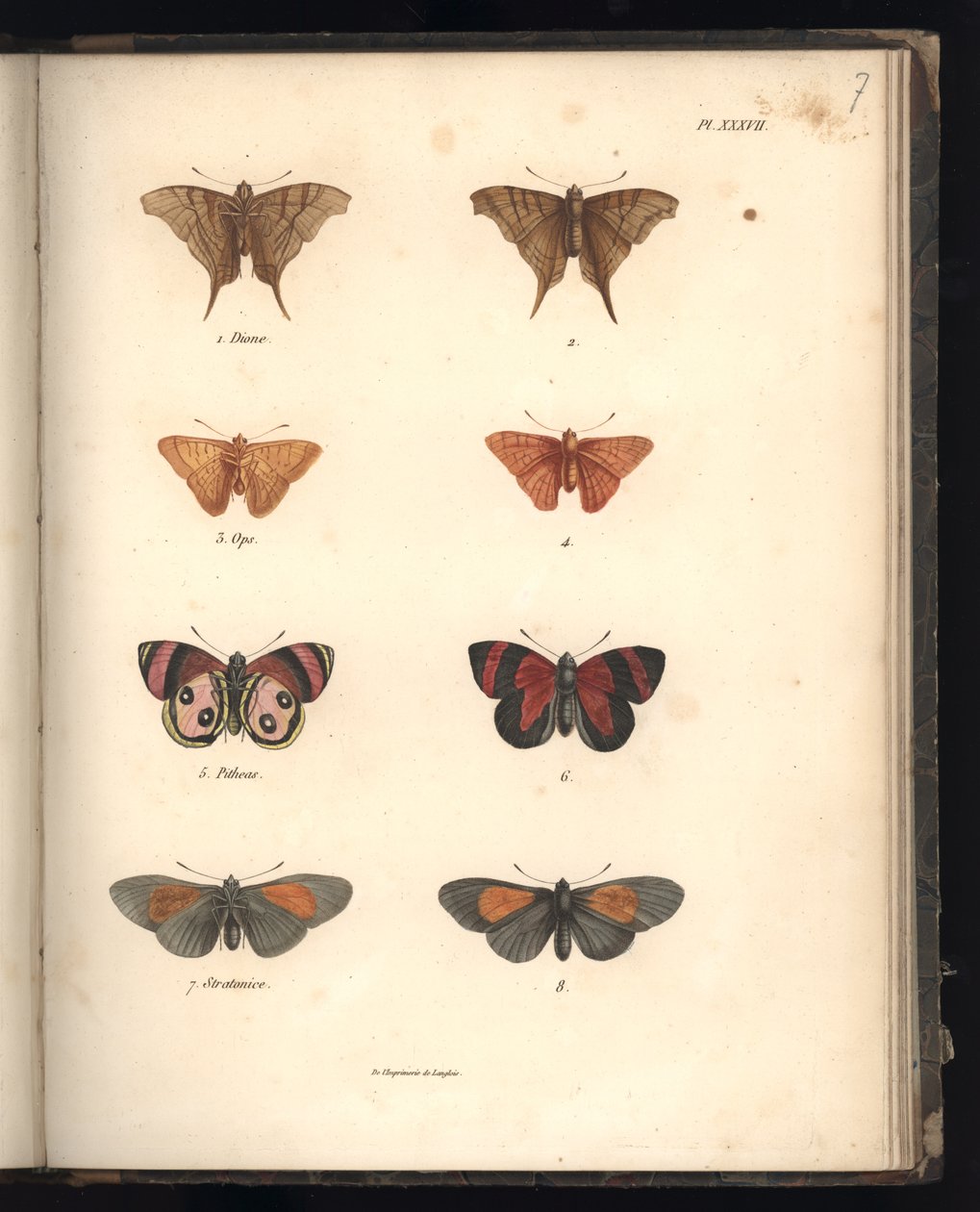 Lepidoptera, Pl. XXXVII, illustration från 