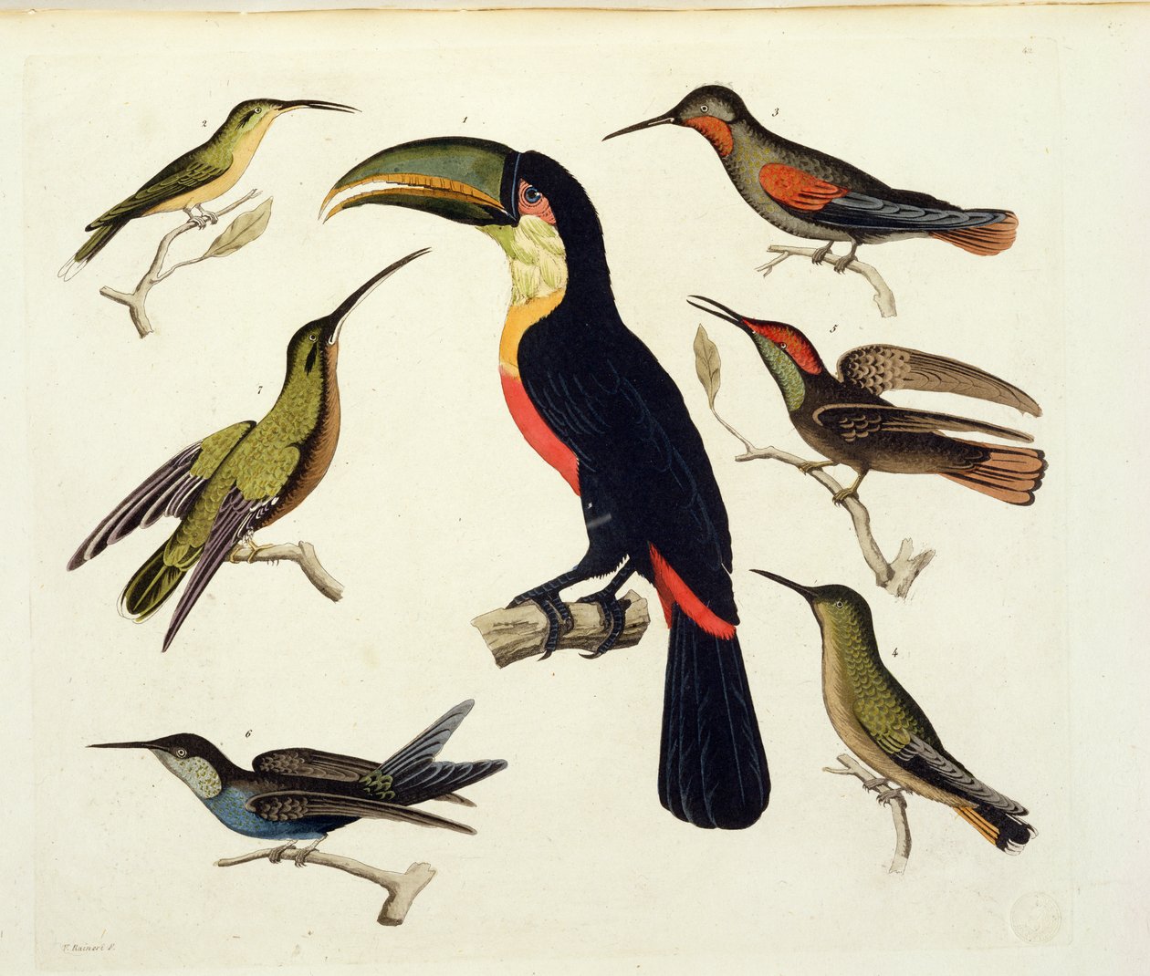 Inhemska fåglar, inklusive tukanen (mitten), Amazonas, Brasilien, från 