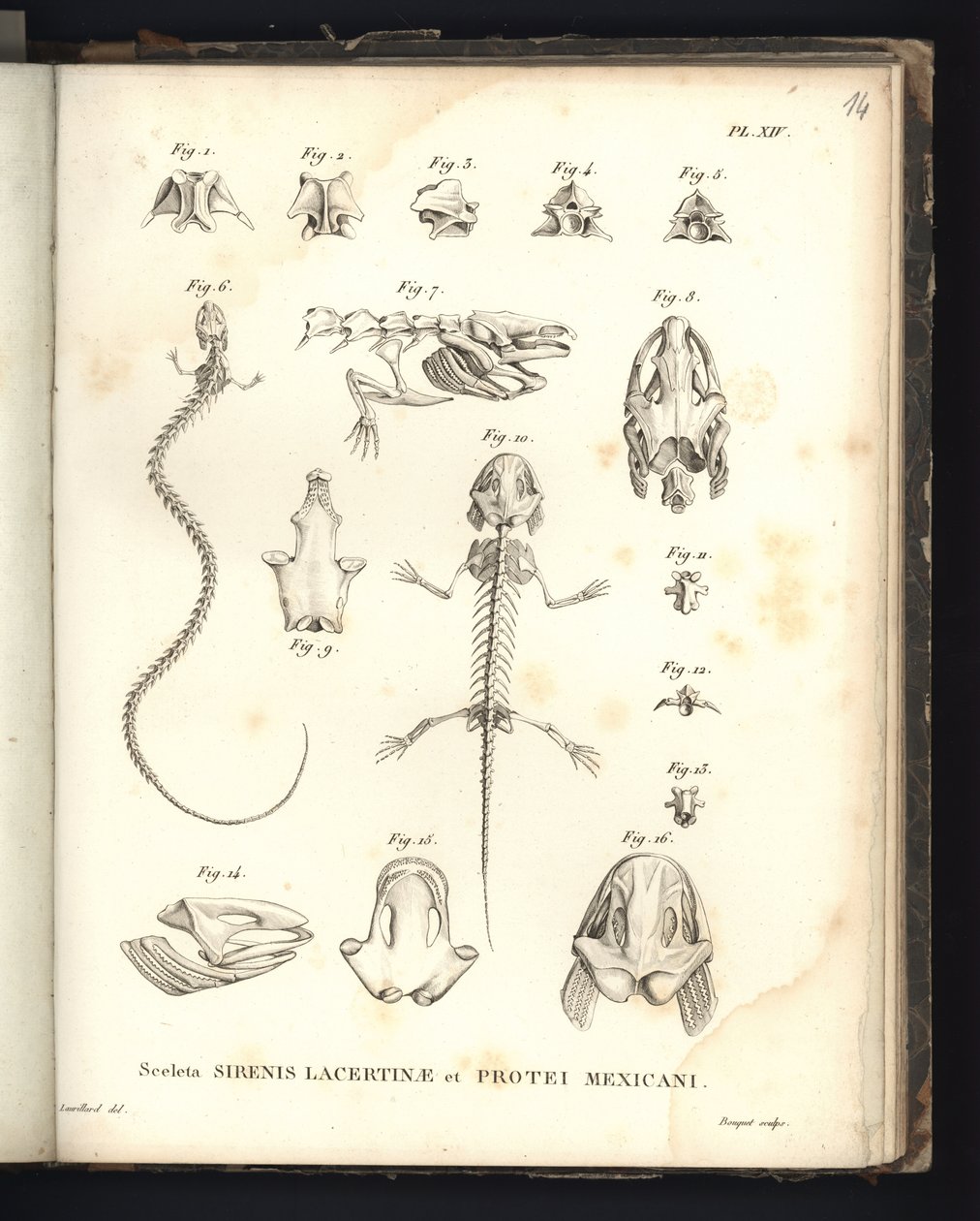 Skeletten av Strenis Lizard och Proteus i Mexiko, platta XIV, Osteology of the Sirenomelia and Axolotl av Baron Friedrich Alexander von Humboldt