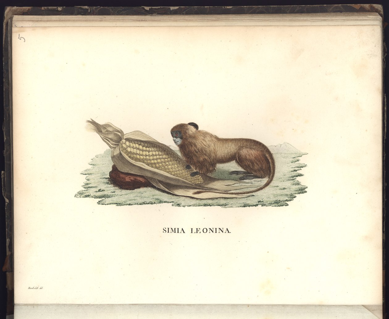 Simia leonina, Pl.V, illustration från, Observationer från zoologi och jämförande anatomi samlade på en resa till den nya kontinentens tropiska länder, åren 1799, 1800, 18 av Baron Friedrich Alexander von Humboldt
