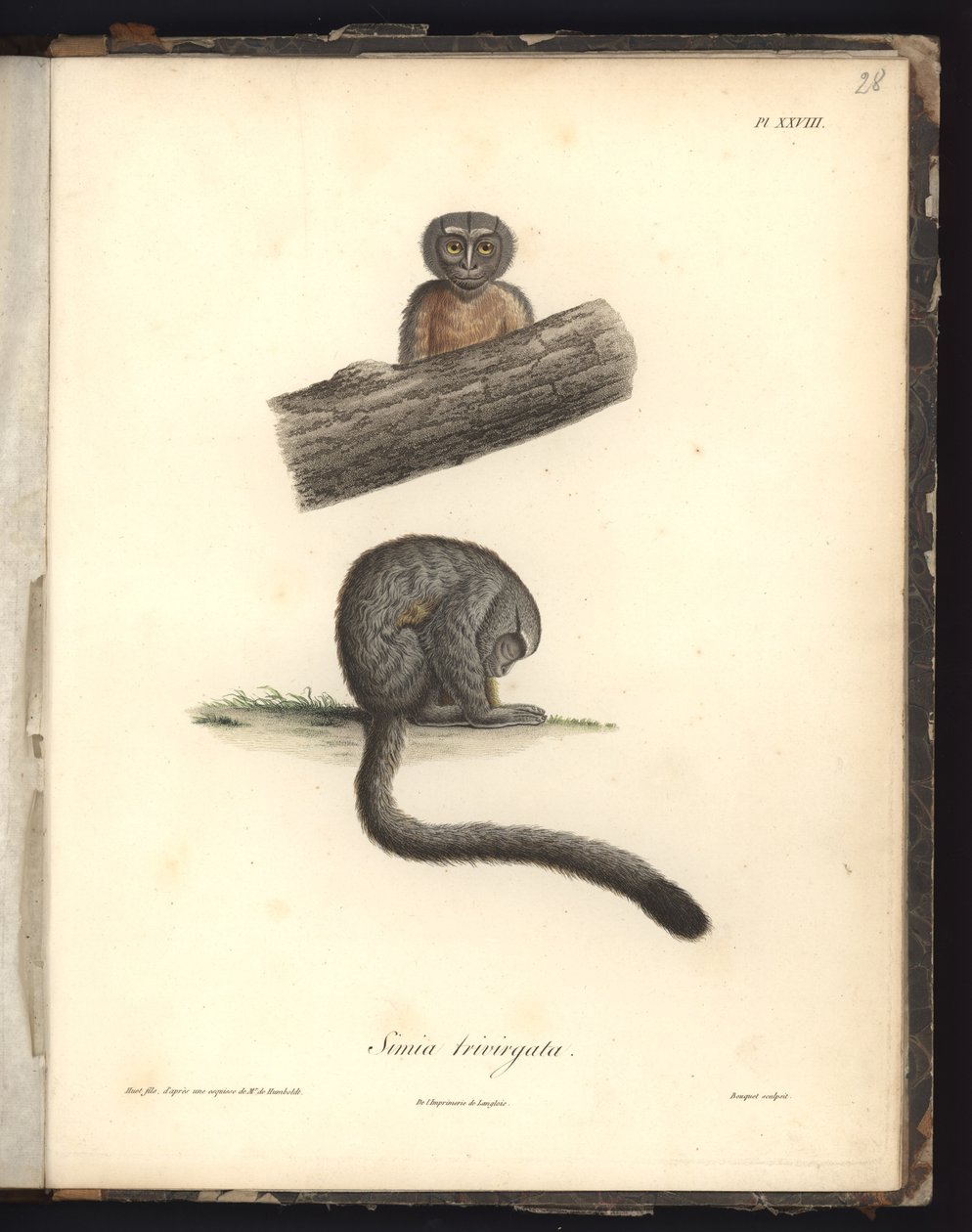 Simia trivirgata, Pl.XXVIII, stål graverad av Louis Bouquet (1765-1814) efter en gravyr av Nicola Huet (1770-1827), illustration från 