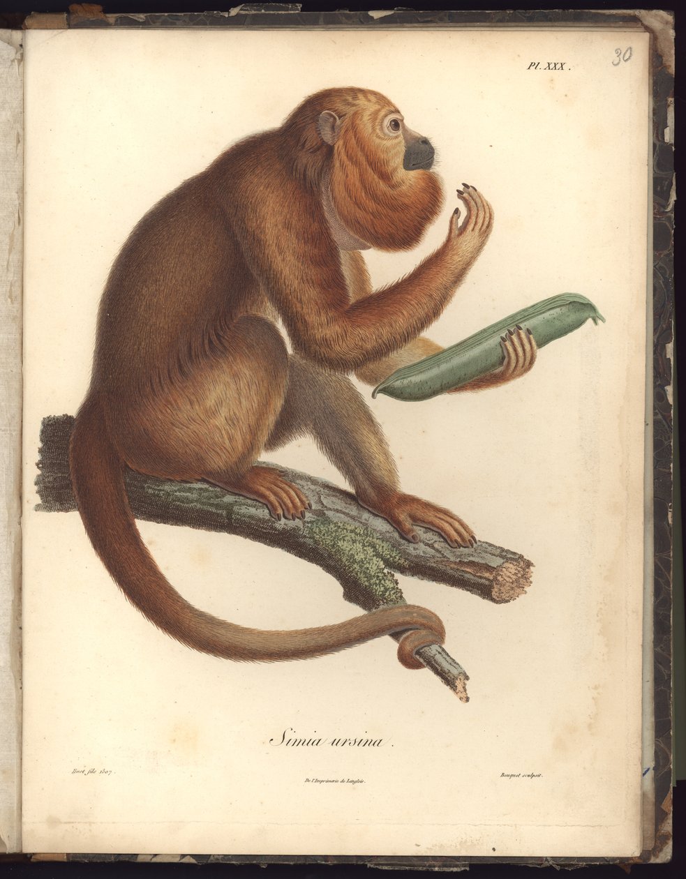 Simia ursina, Pl.XXX, illustration från Compendium of observation of zoology and comparative anatomy, gjord i Atlanten, i det inre av den nya kontinenten och i Sydhavet under åren av Baron Friedrich Alexander von Humboldt