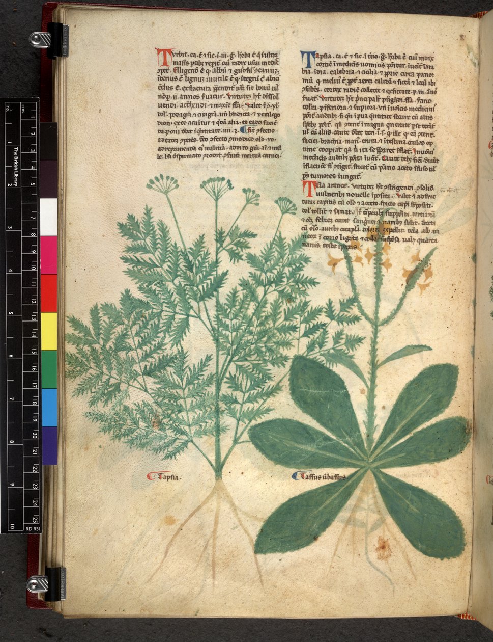 Egerton 747 f.101v Treatise on Herbs, c.1280-1310 (bläck & färg på veläng) av Bartholomaei Mini de Senis
