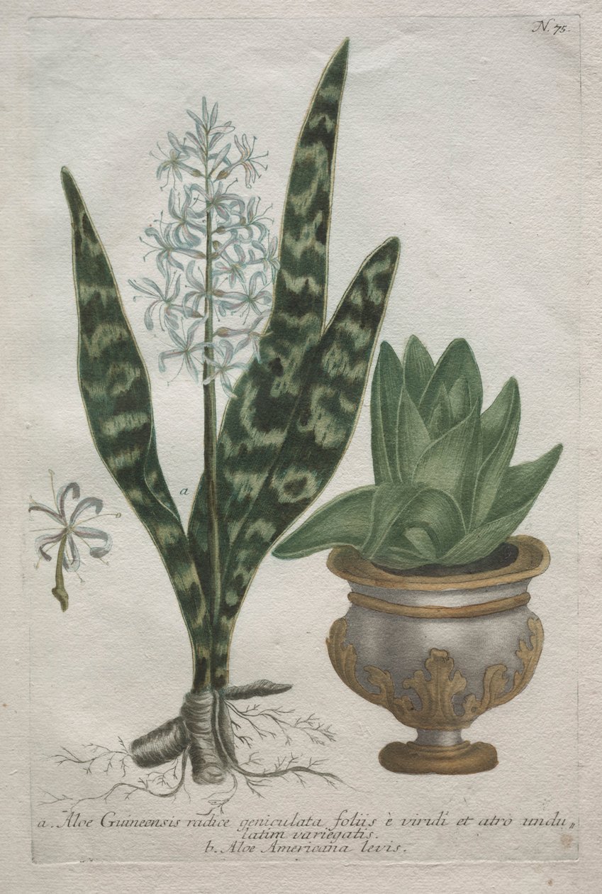 Aloe. av Bartholomaus Seutter