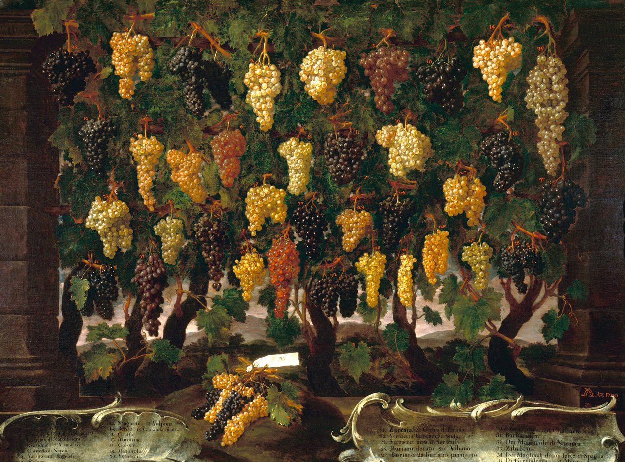 Vindruvor av Bartolomeo Bimbi