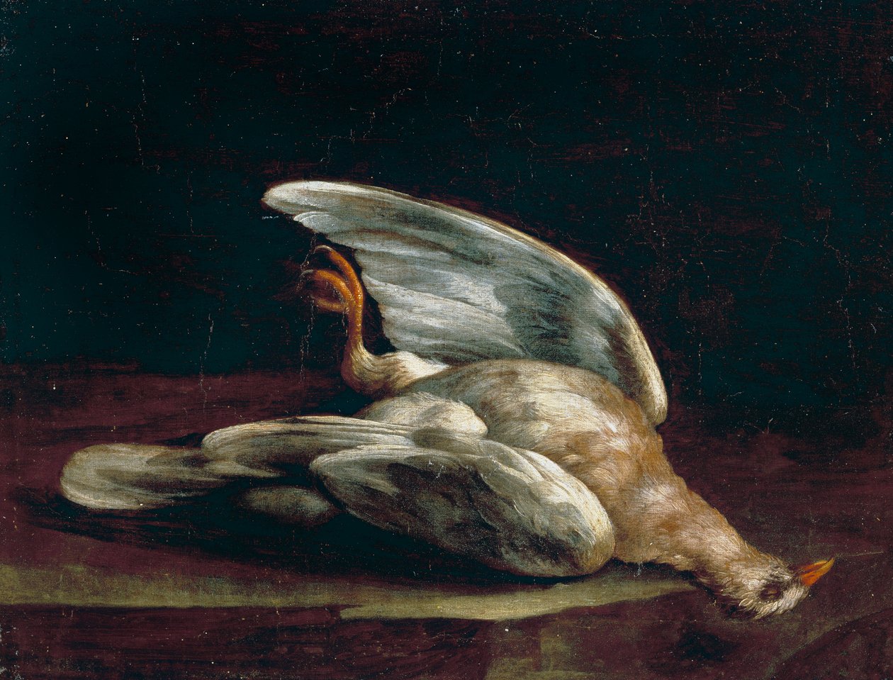 Wood Pigeon av Bartolomeo Bimbi