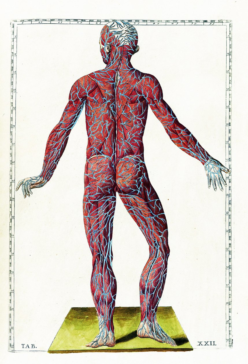 Anatomiska tabeller av Bartolomeo Eustachi