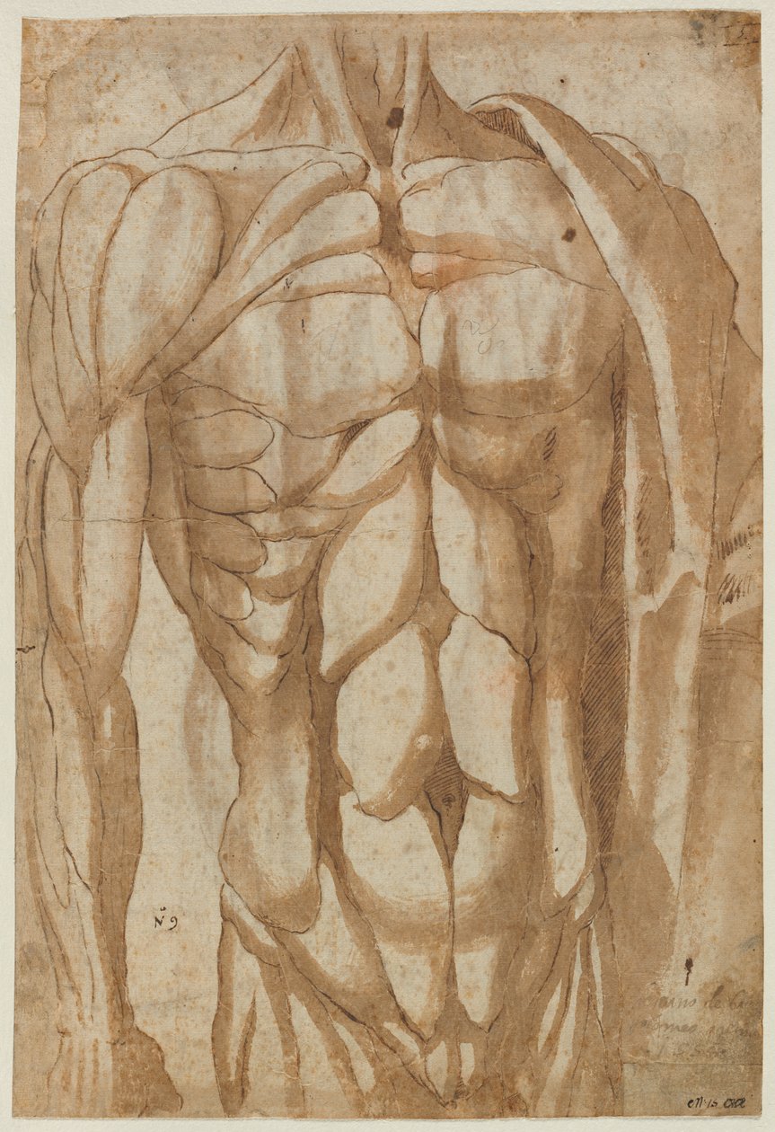 Studie av en flådd torso, 1554. av Bartolommeo da Arezzo