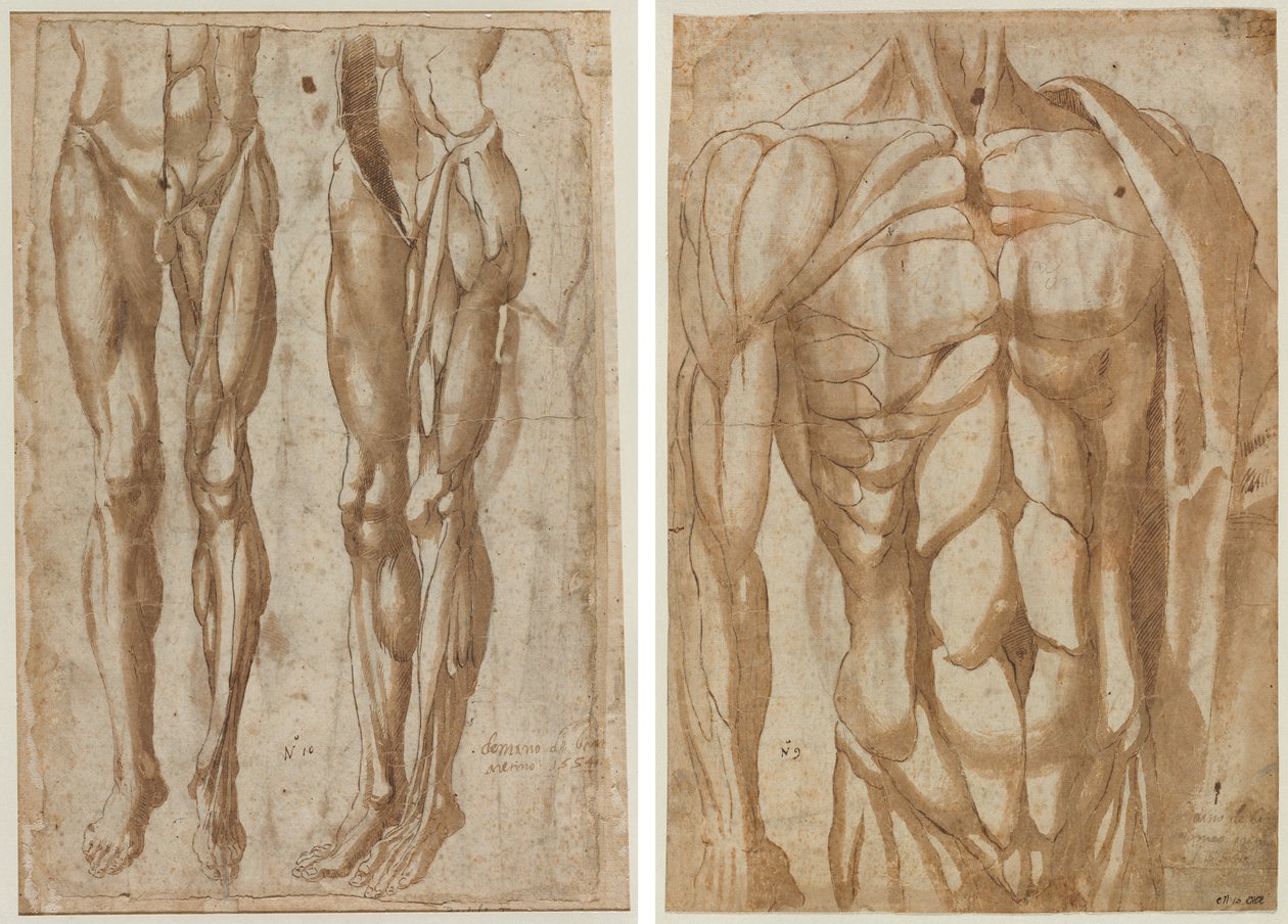 Two Studies of a Flayed Man (recto) Studie of a Flayed Torso (verso) av Bartolommeo da Arezzo