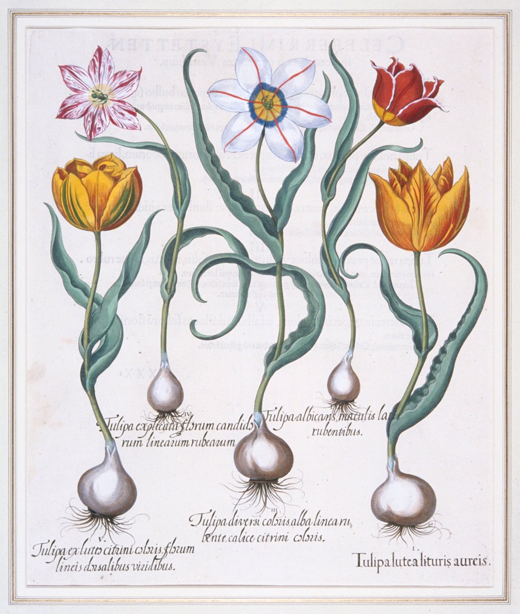 Tulipa Lutea Lituris Aureis, bruten gul sylvestris-typ tulpan, 1613. av Basil Besler