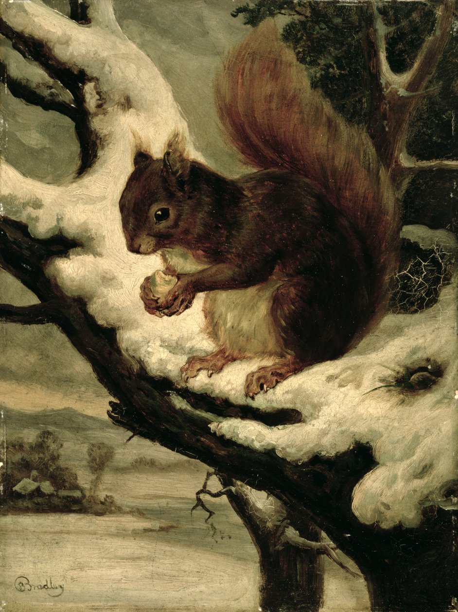 En röd ekorre som äter en nöt (olja på kvarnbräda) av Basil Bradley