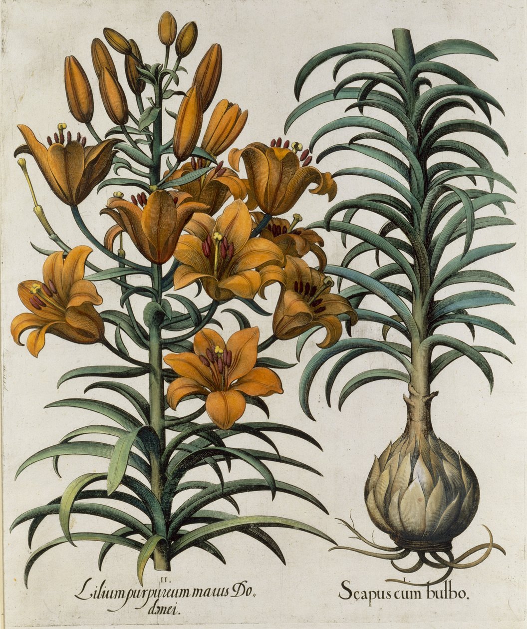 Lilium purpureum mauis Do danei och Scapus cum bulbo graverade av tyska skolan, 1713 av Basilius Besler