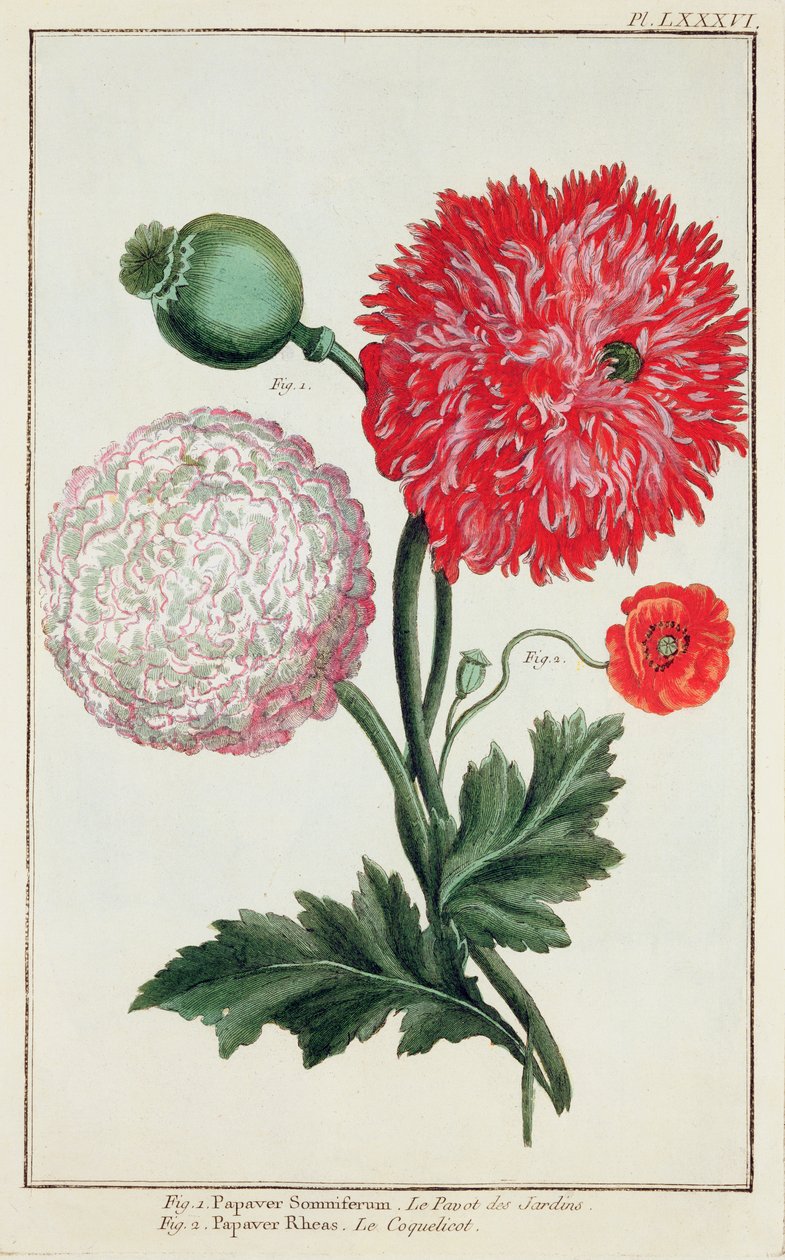 Papaver somniferum och Papaver rheas graverade av tyska skolan 1700-talet av Basilius Besler