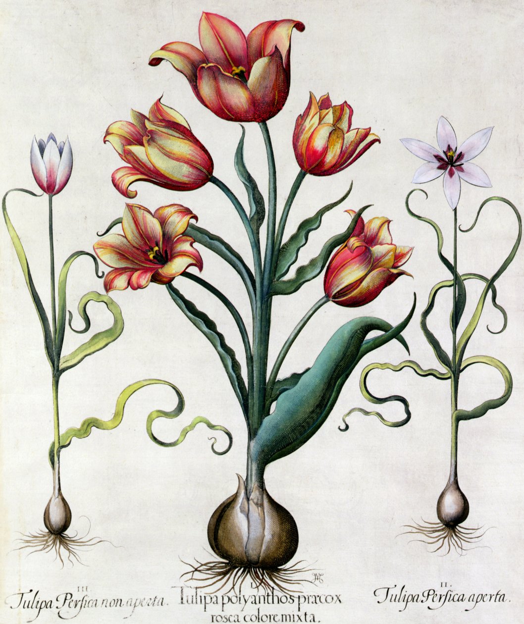 Tulipa Perfica non aperta, Tulipa Polyanthos Pracox, Tulipa Perfica aperta graverad av tyska skolan 1600-talet av Basilius Besler