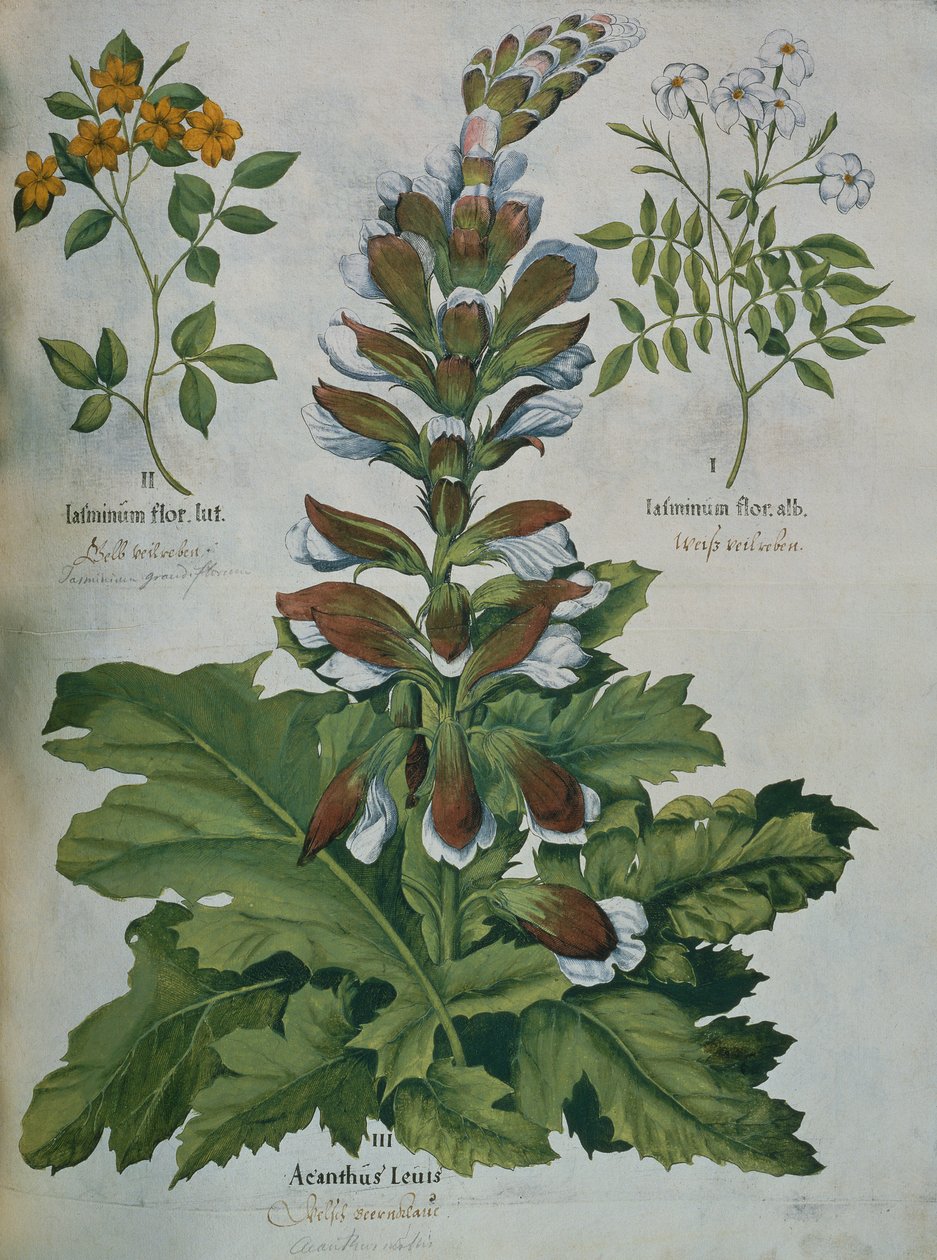 Ett blad från Beslers Hortus Eystettensis (färgad gravyr) av Basilius Besler