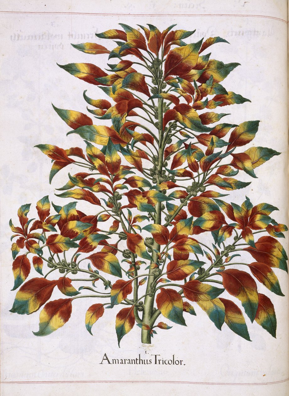Amaranthus Tricolor, från 