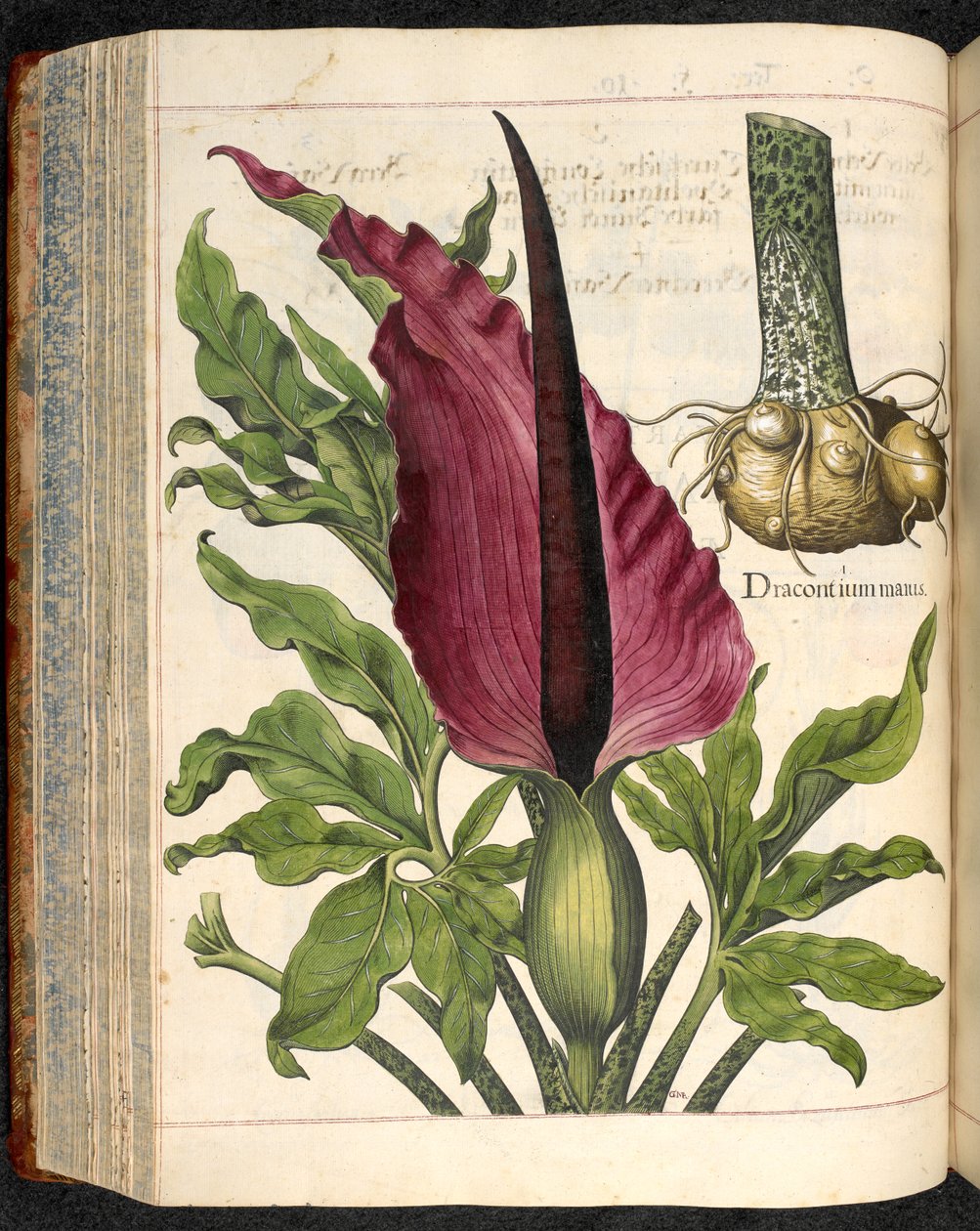 Dracontium Maius, från Hortus Eystettensis, av Basilius Besler av Basilius Besler