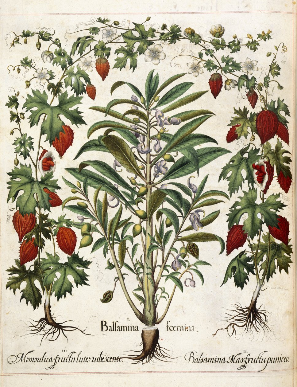 Fruktplantor, från 